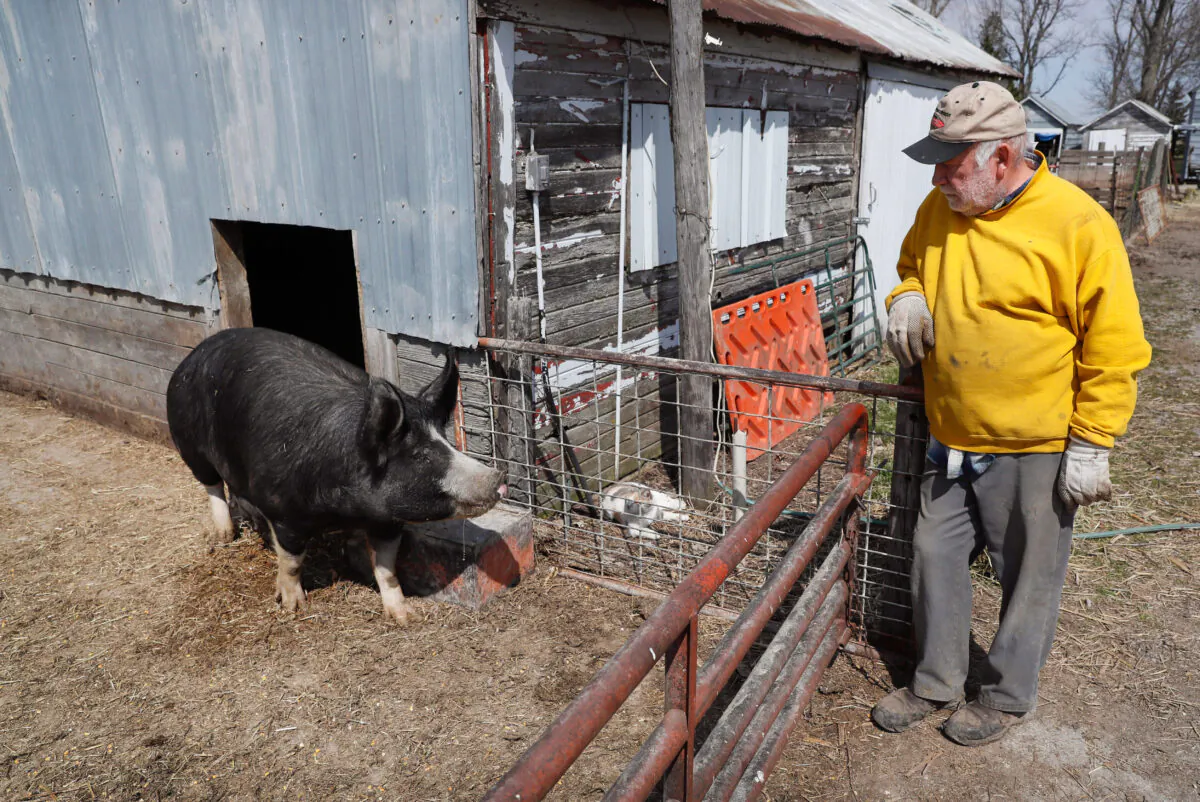 Farmer Chris Petersen looks at a Berkshire hog in a pen on his farm near Clear Lake, Iowa, on April 17, 2020. (Charlie Neibergall/AP)