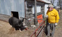 US Pork Farmers Panic as Virus Ruins Hopes for Great Year