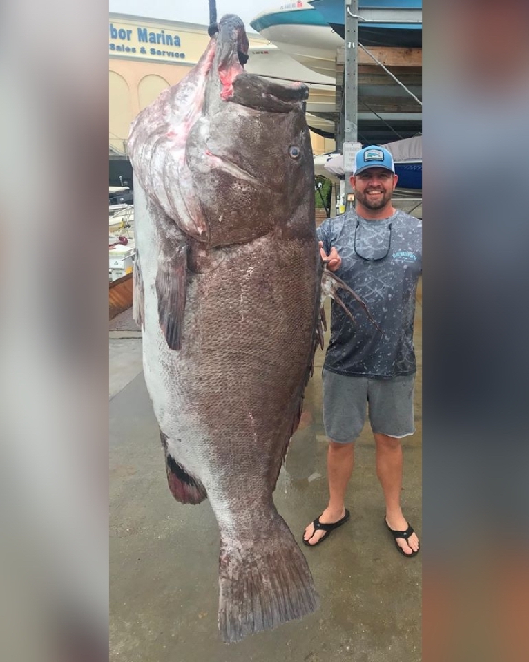 Man Catches 350lb Fish Off Florida Coast, Experts Say It Is Half a Century  Old