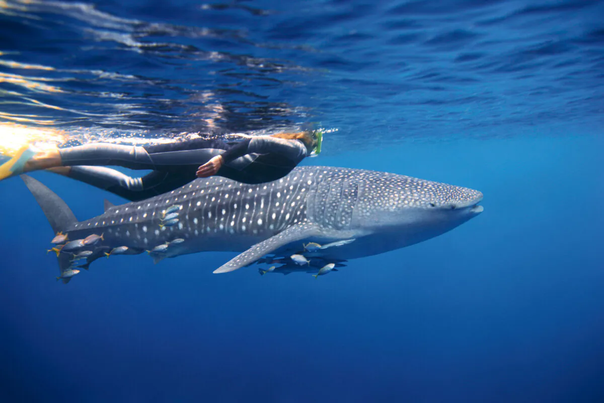 Swimming with whale sharks. (Courtesy of Tourism Australia)