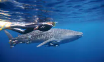 Dreaming of Travel: The World’s Best Underwater Adventures