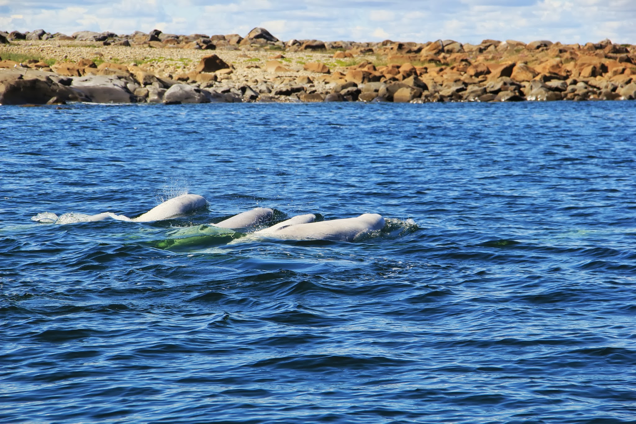beluga whales