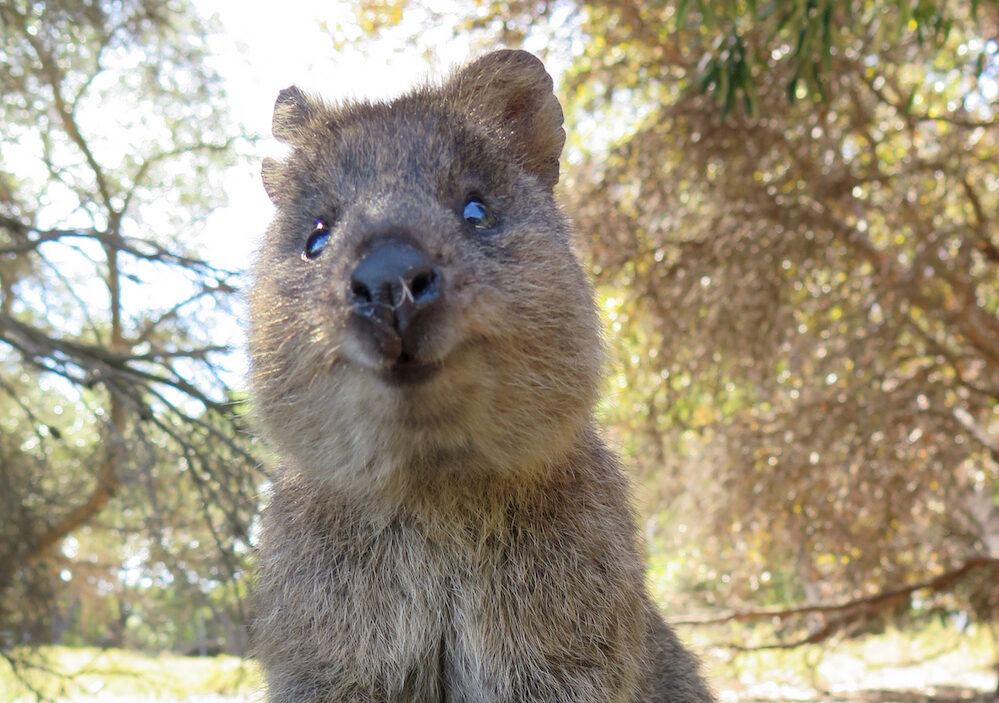 Meet Quokkas, These Cute-Looking Creatures Are The 'World's Happiest Animal'