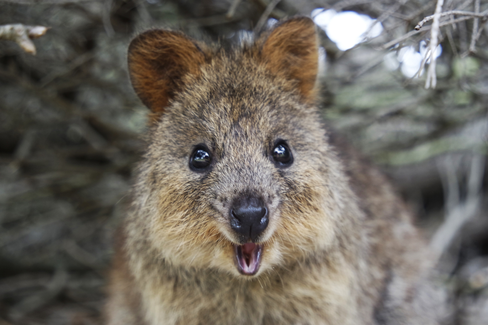 Meet Quokkas These Cute Looking Creatures Are The World s Happiest 