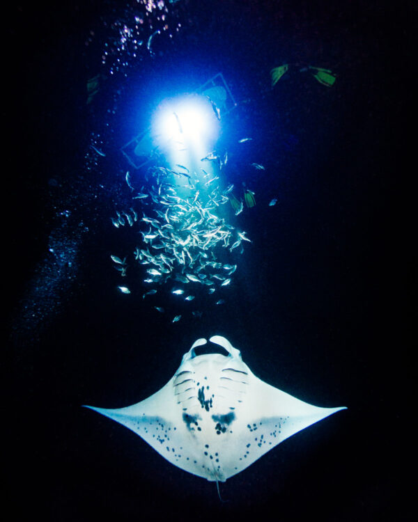manta ray