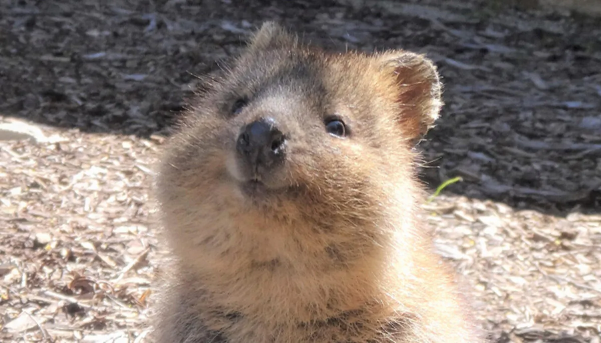 Meet Quokkas, These Cute-Looking Creatures Are The ‘World’s Happiest ...