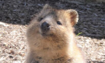 Meet Quokkas, These Cute-Looking Creatures Are The ‘World’s Happiest Animal’