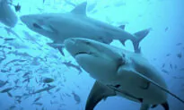Shark Bites Hand of Person Kayaking Near Catalina Island