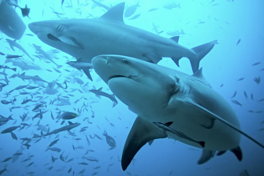 Bull sharks swim in the Beqa Lagoon, Fiji. (Martin Prochazkacz/Shutterstock)
