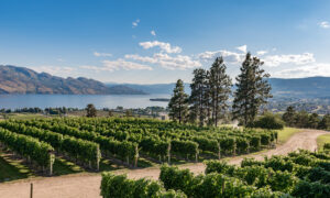 Okanagan Valley: The Edge of Viticulture