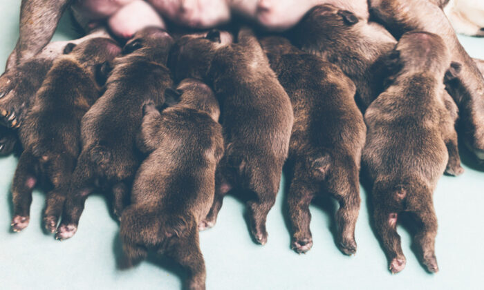 Pregnant Mastiff Surprises Owners by Giving Birth to 21 Puppies ...