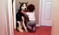 Frightened Toddler Runs to Pet Husky for Protection From Vacuum Cleaner, and the Video Is Adorable