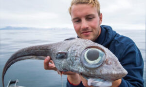 Fisherman Reels In Dinosaur-Like 'Ghost Shark' From 800 Meters Underwater Off Coast of Norway
