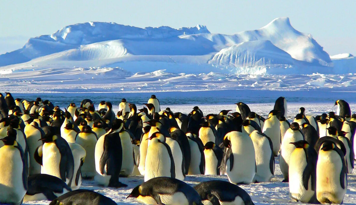 Penguins in Antarctica. (Pixabay)