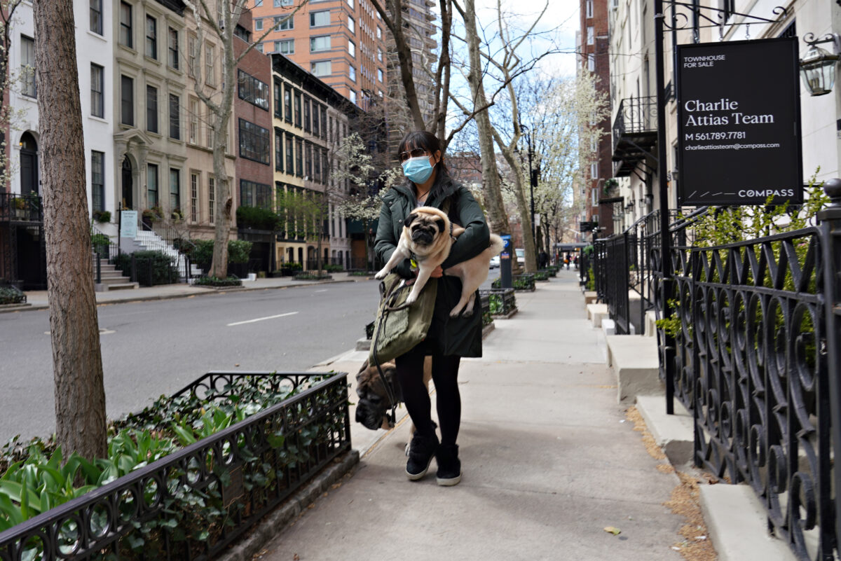 dog on street