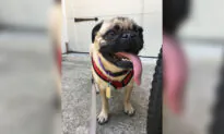 Dog Tests Positive for CCP Virus for First Time in US