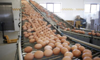 Egg Farmer Faces Disaster: Find a Way to Sell 30,000 Eggs a Day or Euthanize 40,000 Hens
