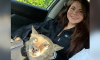 Woman Finds ‘Dog’ Hit by Car and Rescues Him Only to Discover He’s Actually a Coyote