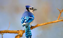 A Beginner’s Guide to Backyard Birding