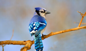 A Beginner's Guide to Backyard Birding