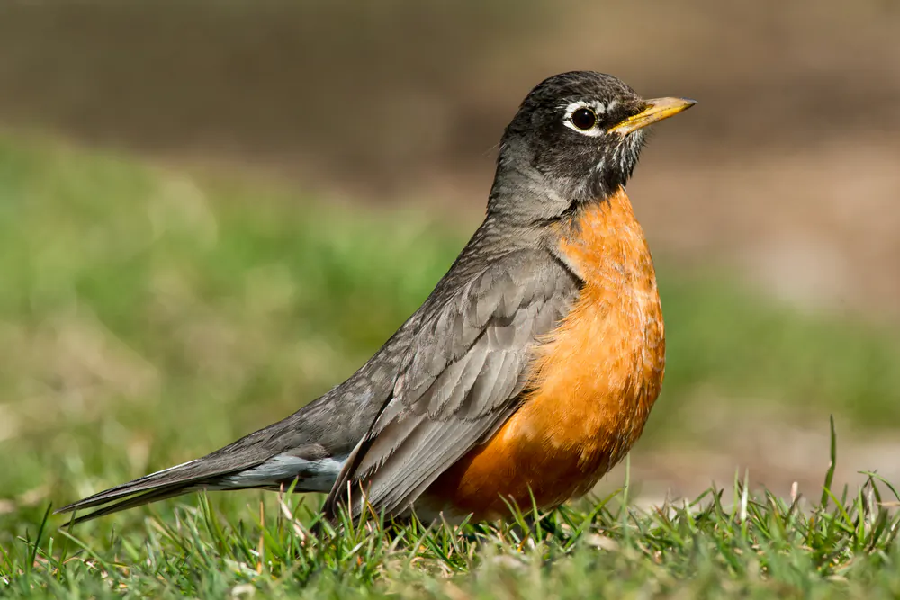 Robins in yards and ladybugs finding their way onto curtains are just some of the indicators of the transition from winter to spring, worth celebrating in its own right. (Von Paul Reeves Photography/Shutterstock)