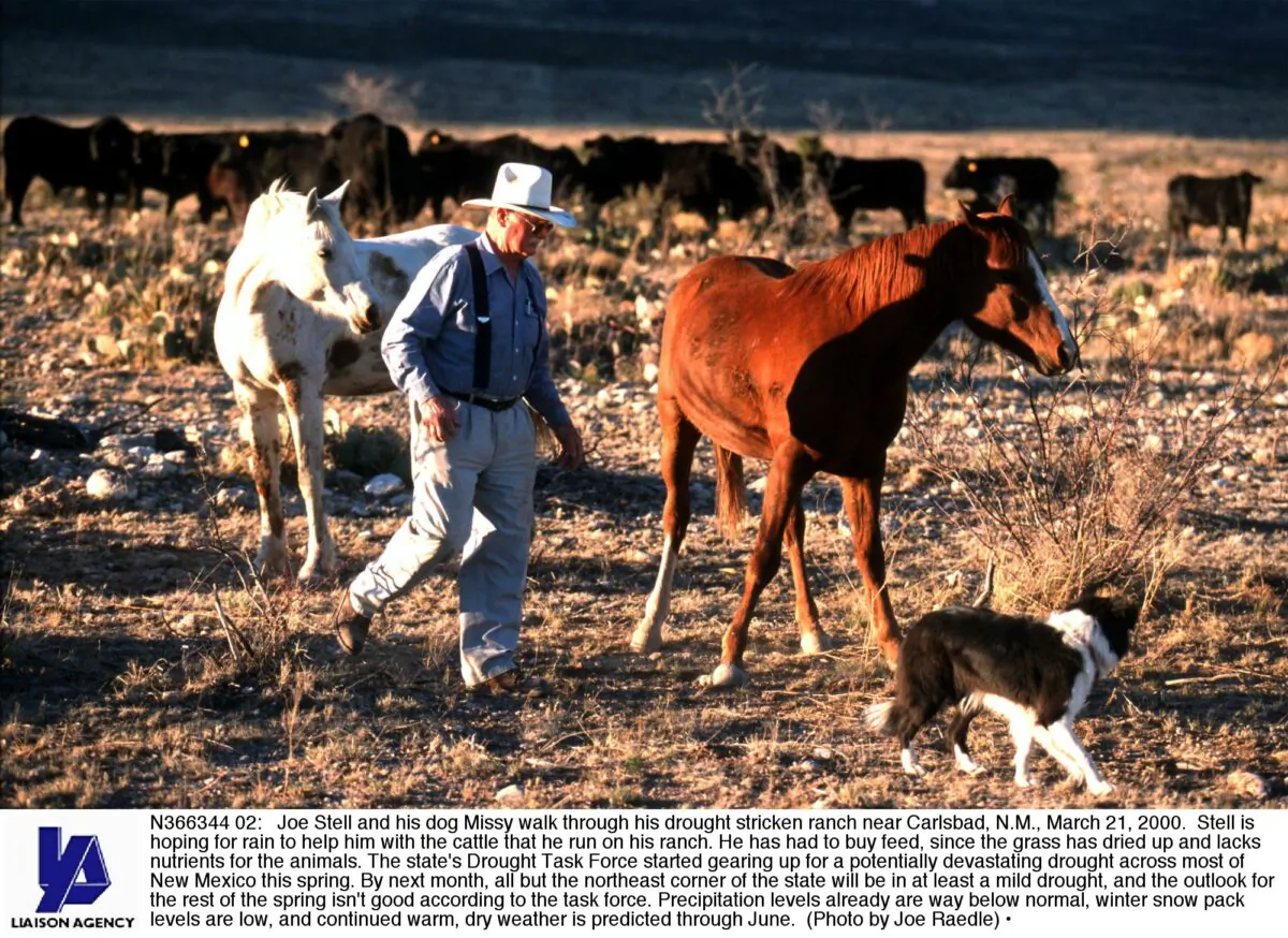 A rancher walks through his ranch near Carlsbad, N.M. on March 21, 2000. (Joe Raedle/Getty Images)