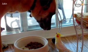 Funny Birds and Pets