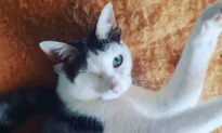 Kitten Born With Four Ears and One Eye Found Homeless Under a House Gets a Second Chance