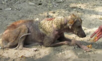 Stray, Mangy Dog With Skin Looking Like Barnacles Undergoes Incredible Transformation