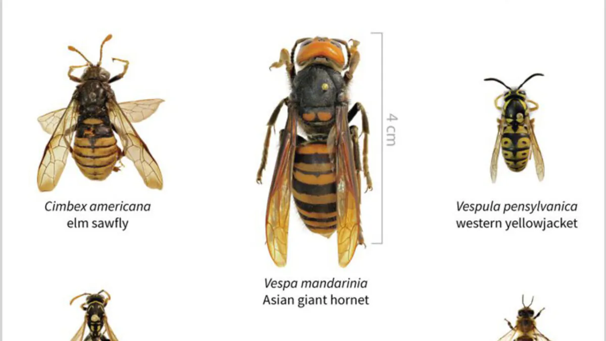 A size comparison of the Asian giant hornet and several other insects. (Courtesy of Washington State Department of Agriculture)