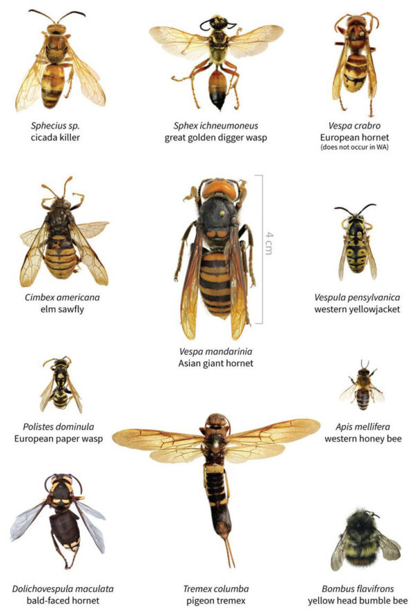 A size comparison of the Asian giant hornet