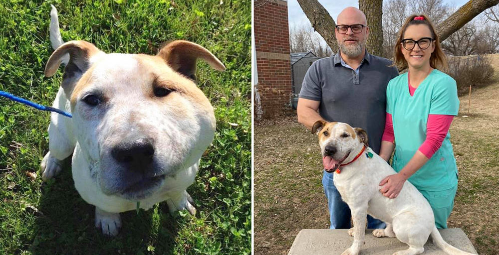 Abandoned Dog Finally Gets Adopted After Spending 2,000 Days at an ...