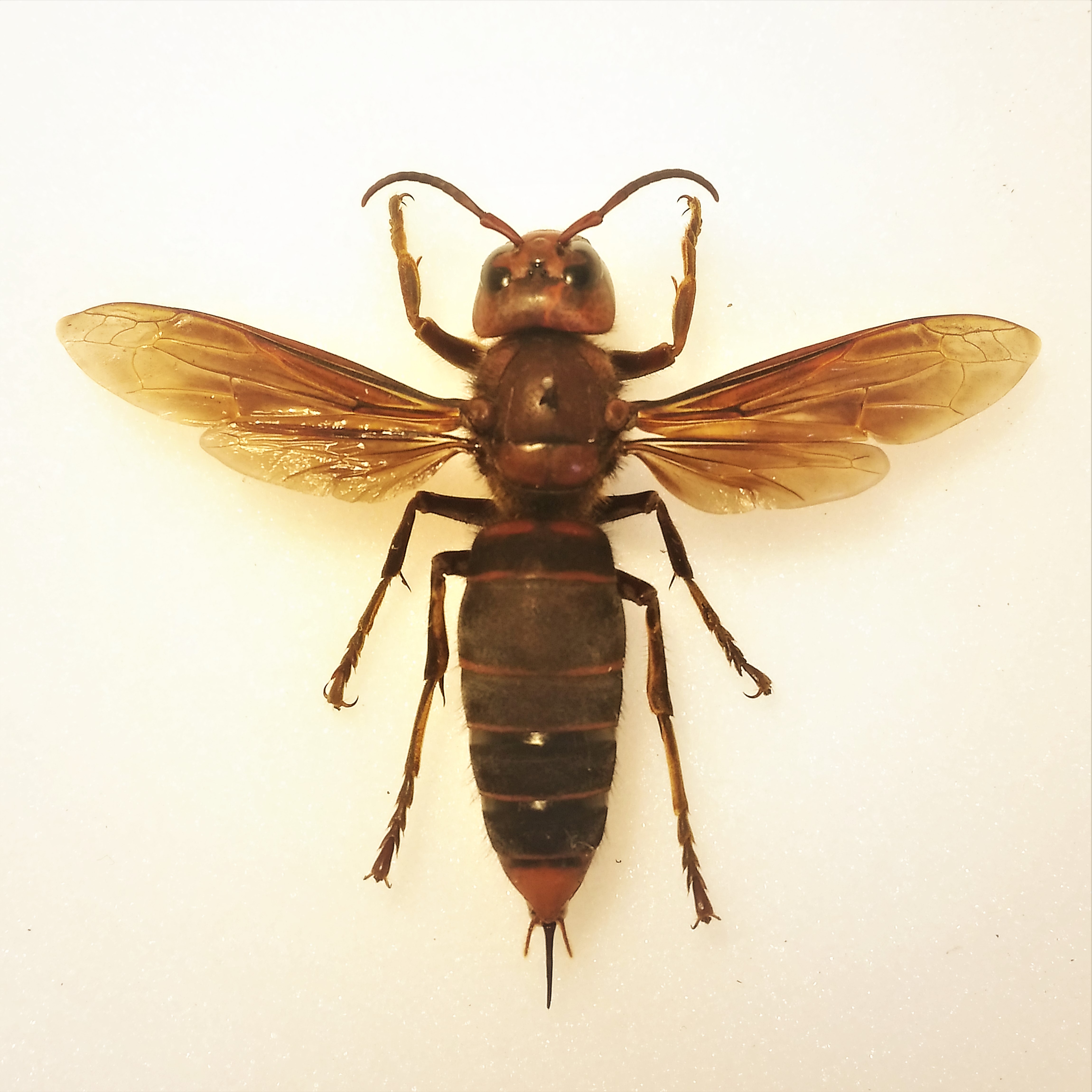 The Asian giant hornet #asian #hornet #オオスズメバチ | venom 