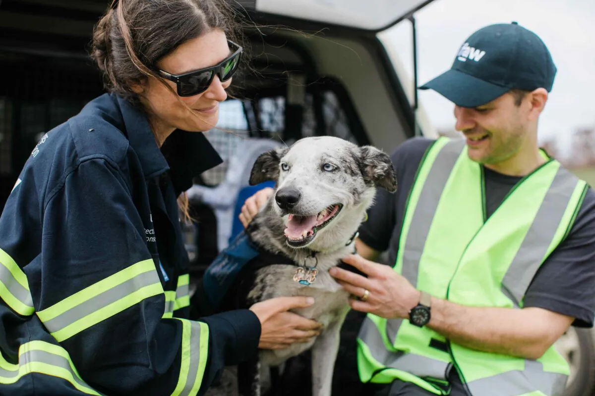 Bear the koala detection dog stops by for a quick visit to Two Thumbs Wildlife Trust in the Snowy Mountains of NSW, Australia. (AAP Image/supplied by International Fund for Animal Welfare)