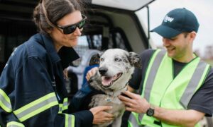 Australian Dog Named Bear Finds 100 Koalas Stranded by Bushfires
