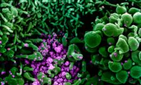 Washington Choir Practice Session Described as Virus ‘Superspreader’ Event In Study