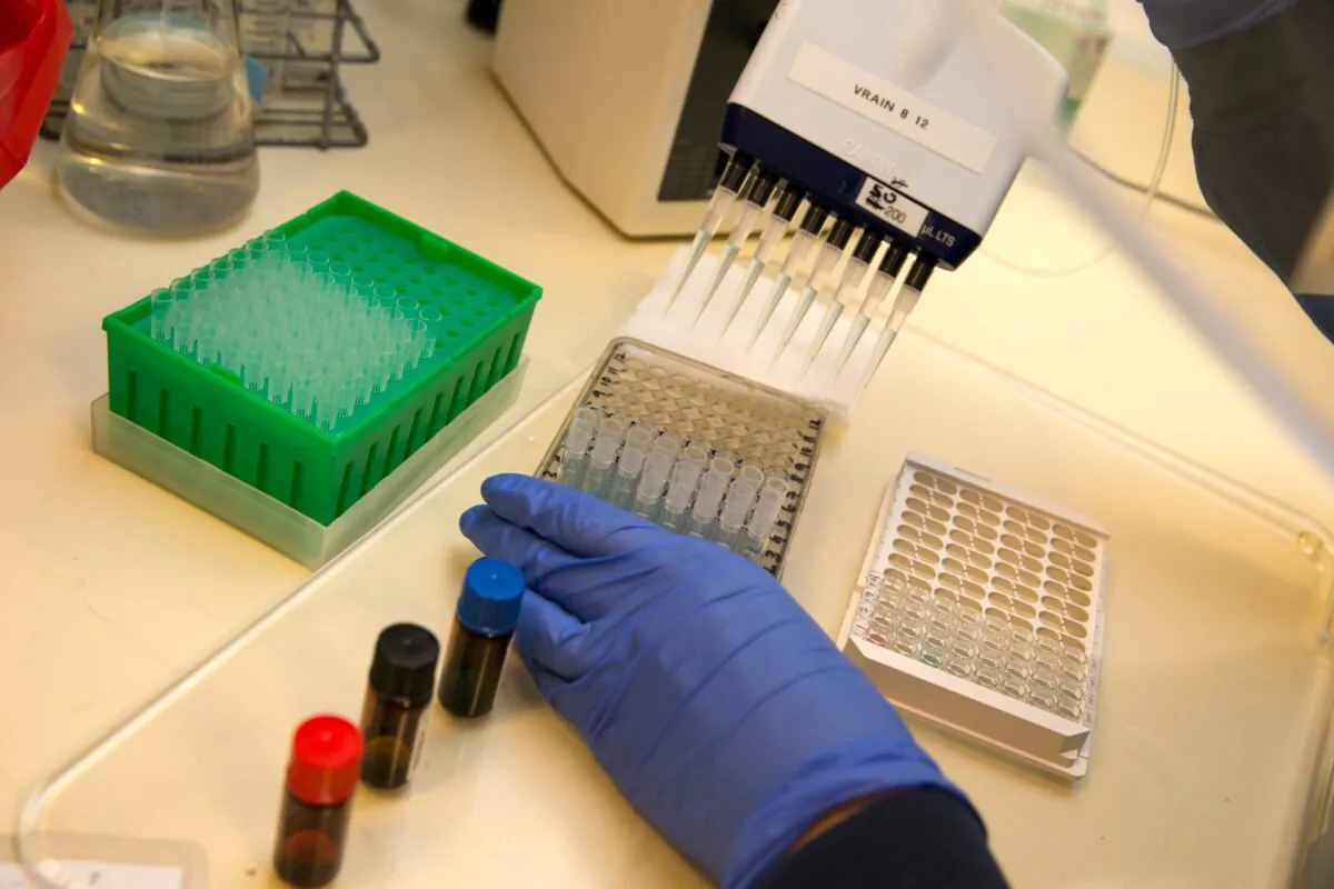 A medical laboratory scientist runs a clinical test in the Immunology lab at UW Medicine looking for antibodies against SARS-CoV-2, a virus strain that causes CCP virus disease (COVID-19) in Seattle, Wash., on April 17, 2020. (Karen Ducey/Getty Images)