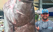 Man Catches 350lb Fish Off Florida Coast, Experts Say It Is Half a Century Old