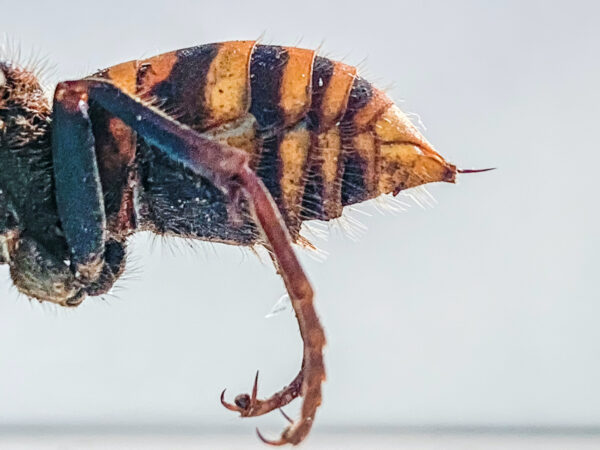 Asian Giant Hornet