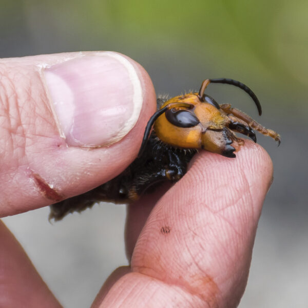 a dead Asian giant hornet