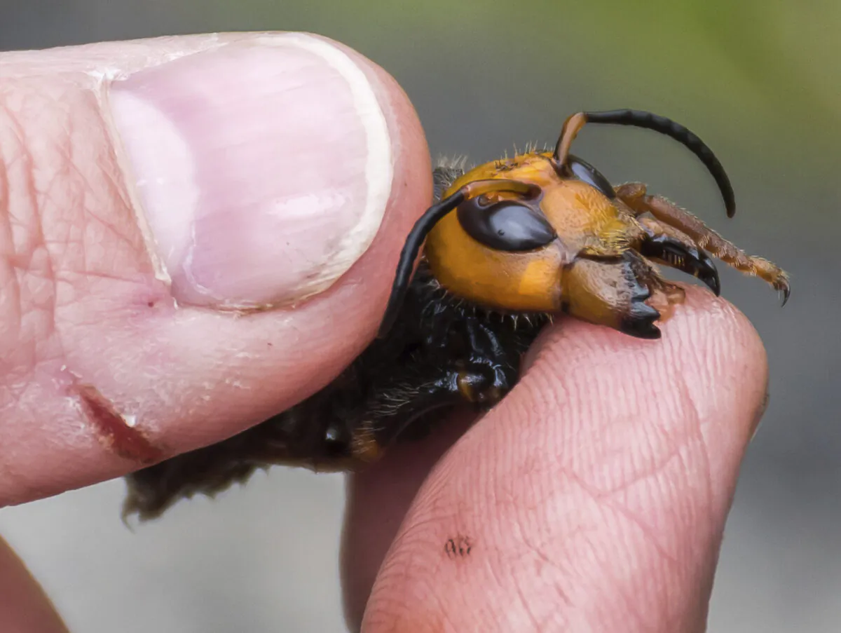 A researcher holds a dead Asian giant hornet in Blaine, Wash., on April 23, 2020. (Karla Salp/Washington State Department of Agriculture/AP)