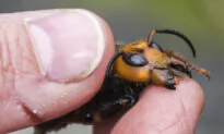 Spanish Man Dies After Being Stung by ‘Murder Hornet’