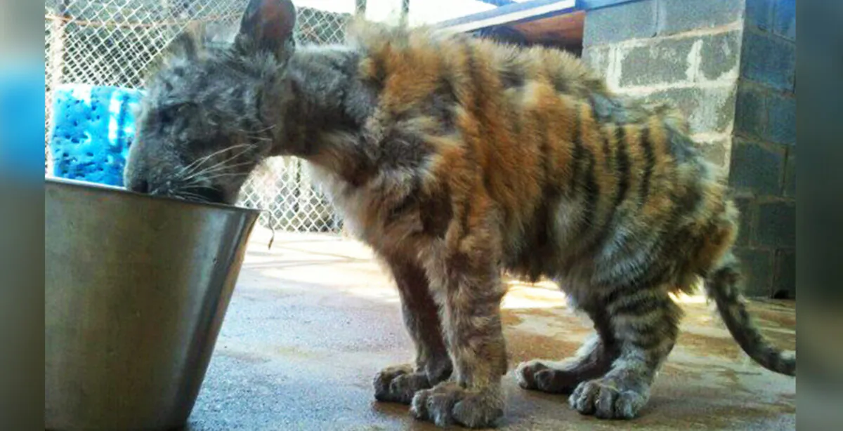 (Courtesy of In-Sync Exotics Wildlife Rescue and Educational Center)