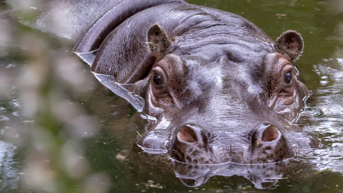 The oldest hippo in Australia at the Adelaide Zoo on Dec. 29, 2018. (Adrian Mann)