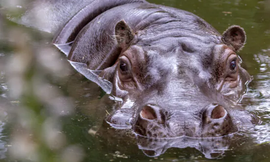 ‘Vale Dear Brutus,’ Australia Loses Its Oldest Hippo