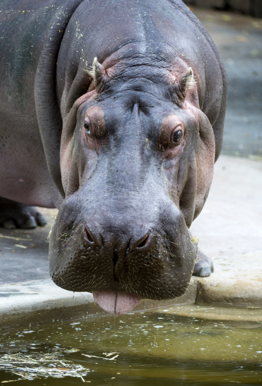 Brutus oldest australian hippo tongue