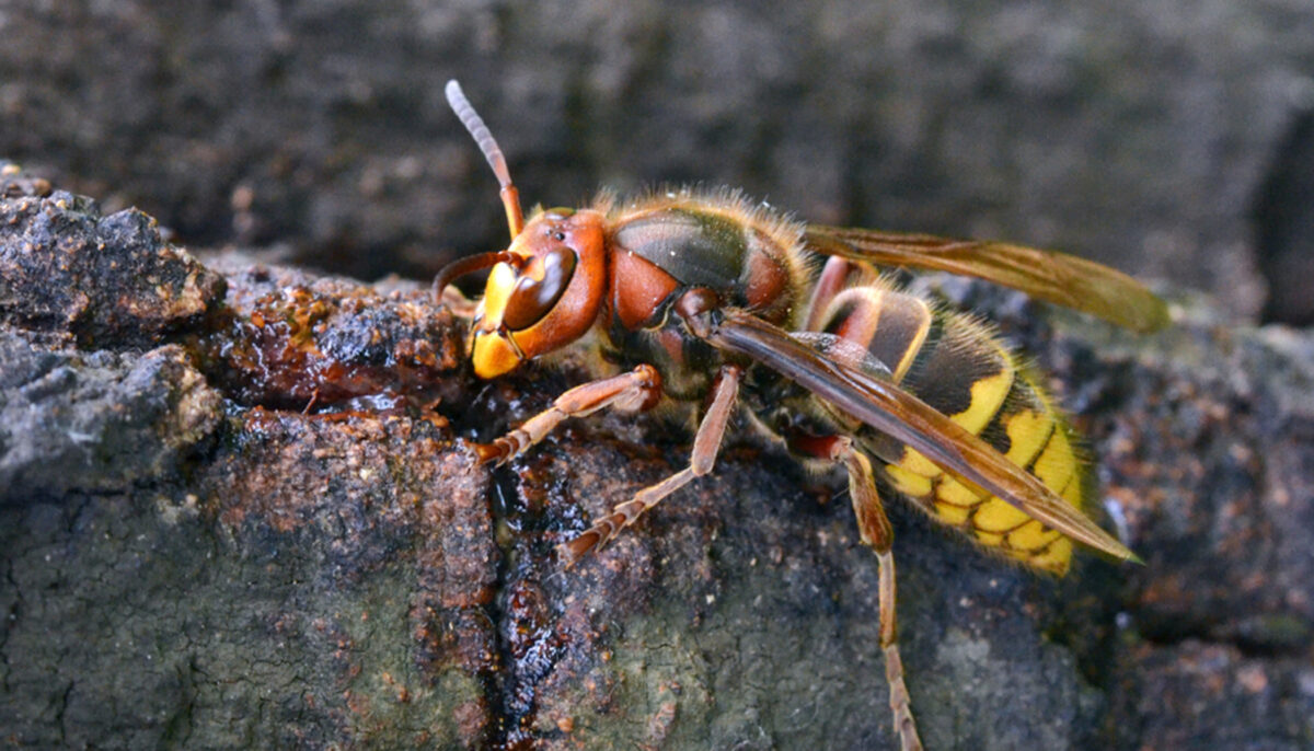 Videos of Giant Asian ‘Murder Hornets’ Demonstrate the Terrifying ...