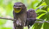 Meet the Frogmouth, One of Nature’s Most Elusive and Fascinating Birds