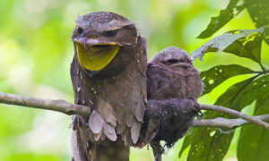 Meet the Frogmouth, One of Nature's Most Elusive and Fascinating Birds