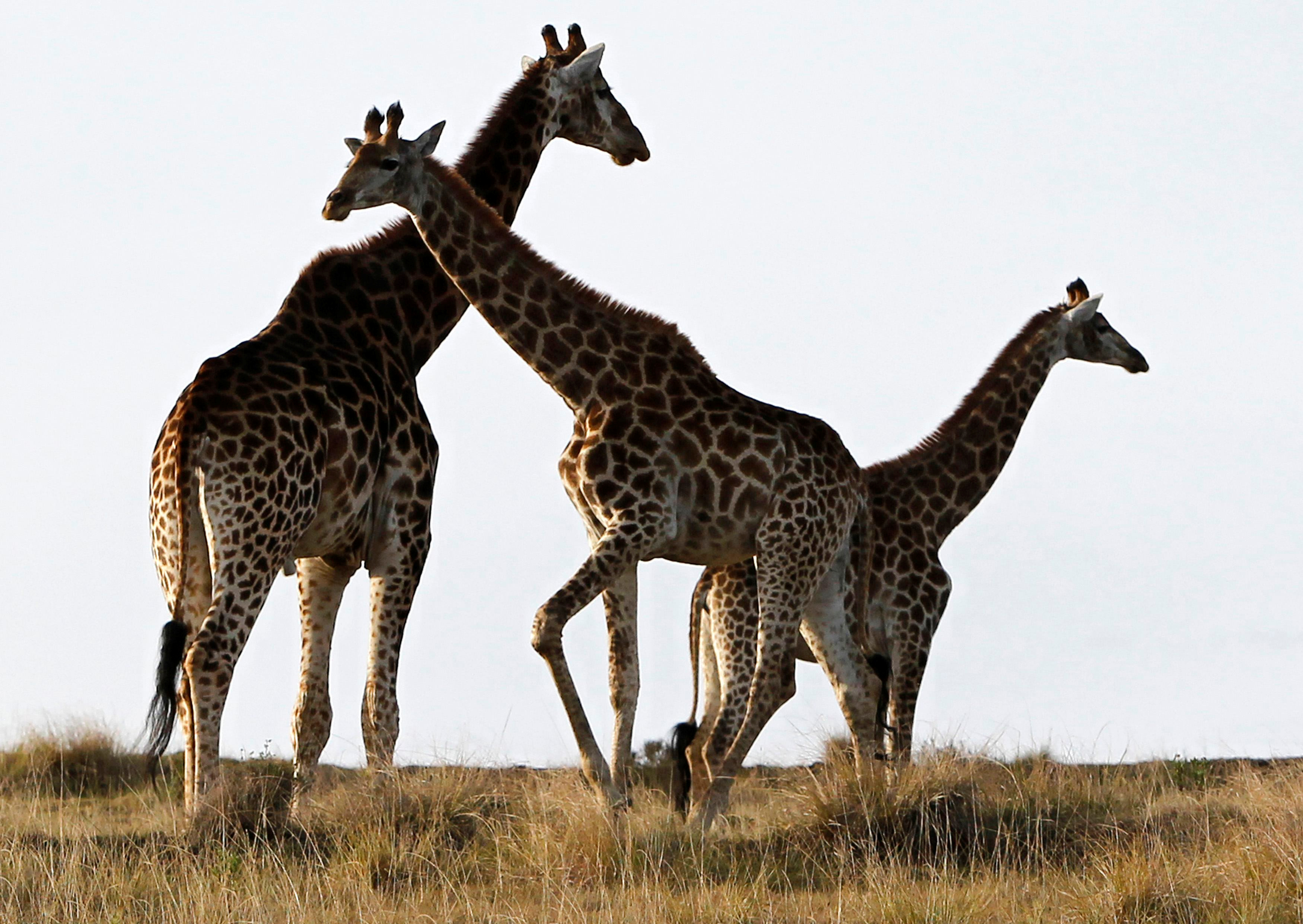 giraffes